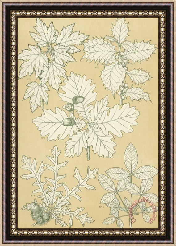 English School Leaves From Nature Framed Print