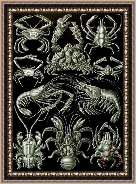 Ernst Haeckel Examples Of Decapoda Kunstformen Der Natur Framed Painting