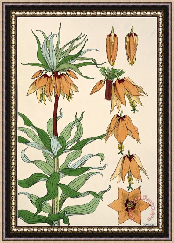 Eugene Grasset Botanical Diagram of Crown Imperial Framed Painting