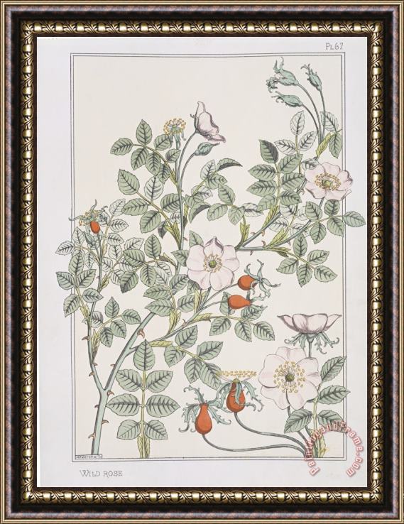 Eugene Grasset Botanical Diagram of Wild Rose Framed Print