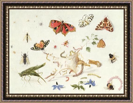 Ferdinand van Kessel Study Of Insects And Flowers Framed Painting