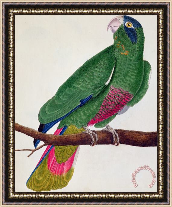 Francois Nicolas Martinet Parrot Framed Painting