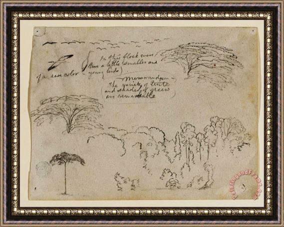 Frederic Edwin Church Sketches From South America, Probably From Colombia. Birds, Trees. As in 134. Framed Painting