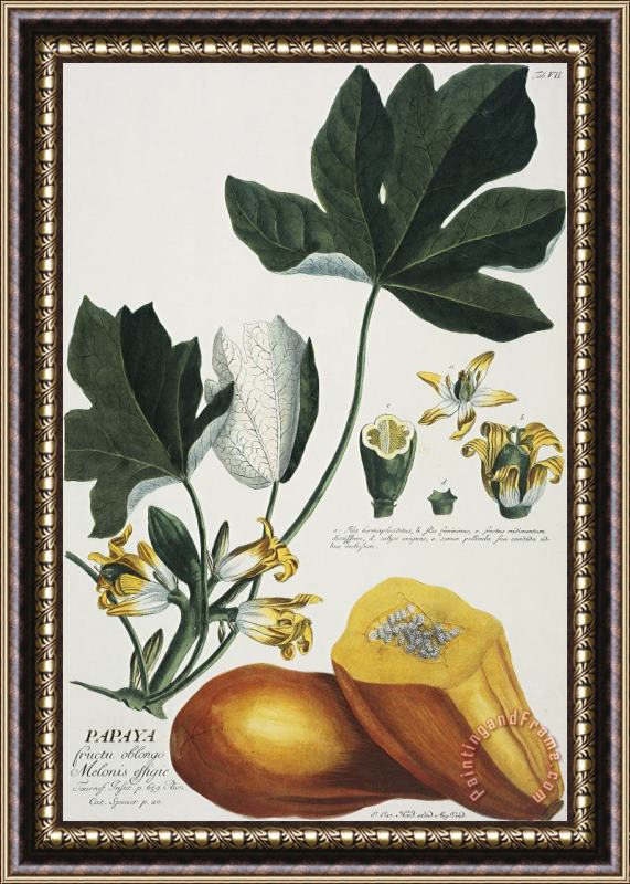 Georg Dionysius Ehret Papaya Framed Print