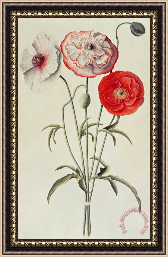 Georg Dionysius Ehret Poppies Corn Framed Painting