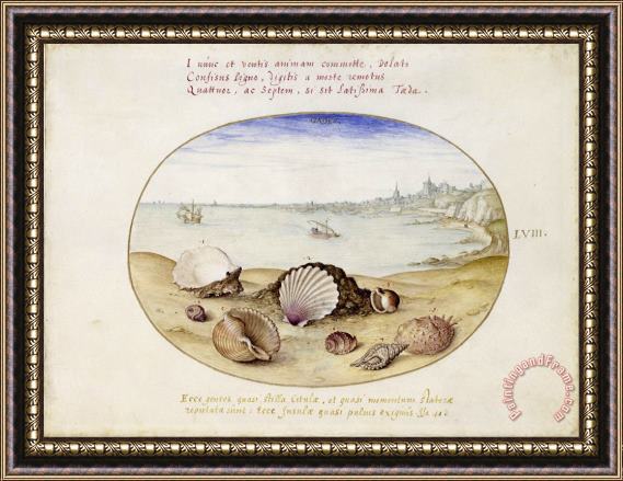 Georg Hoefnagel Seashells And View of Cadiz Framed Print