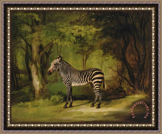 George Stubbs A Zebra Framed Painting