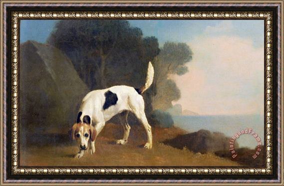 George Stubbs Foxhound on the Scent Framed Painting