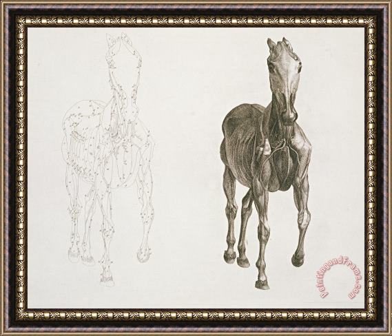 George Stubbs Tab Viii From The Anatomy Of The Horse Framed Print