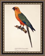Framed Print