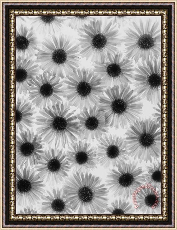 Graeme Harris Chrysanthemum Flowers Framed Painting