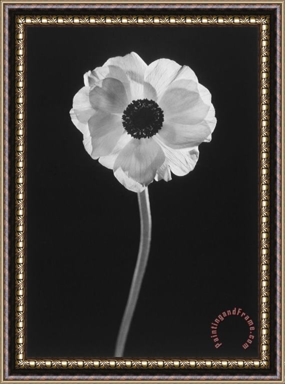 Graeme Harris Flower Framed Print