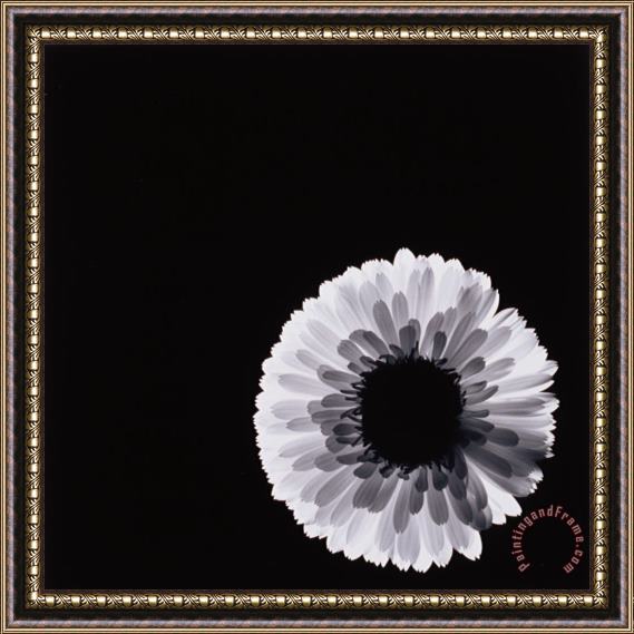 Graeme Harris White Flower Framed Print