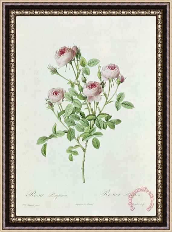 Henri Joseph Redoute Rosa Pomponia Framed Print