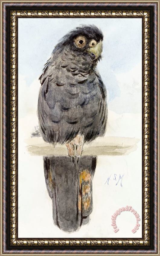 Henry Stacey Marks A Black Cockatoo Framed Print