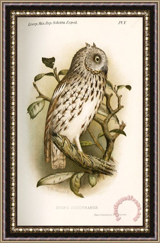 H.O. Forbes An Owl Scops Socotranus Framed Print