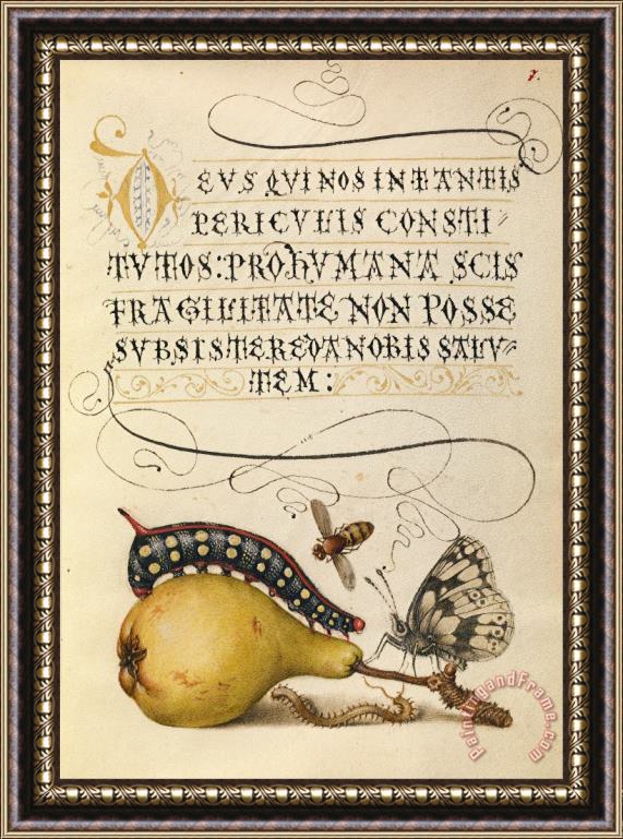 Hungarian Fly, Caterpillar, Pear, And Centipede Framed Painting
