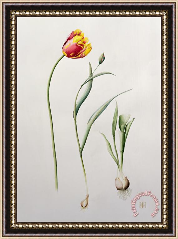 Iona Hordern Parrot Tulip Framed Painting