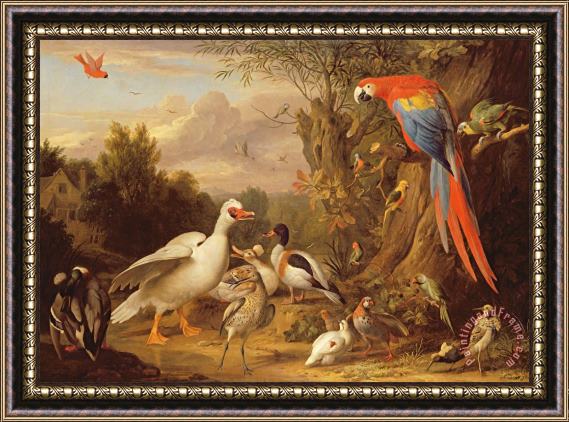 Jakob Bogdani A Macaw - Ducks - Parrots and Other Birds in a Landscape Framed Print