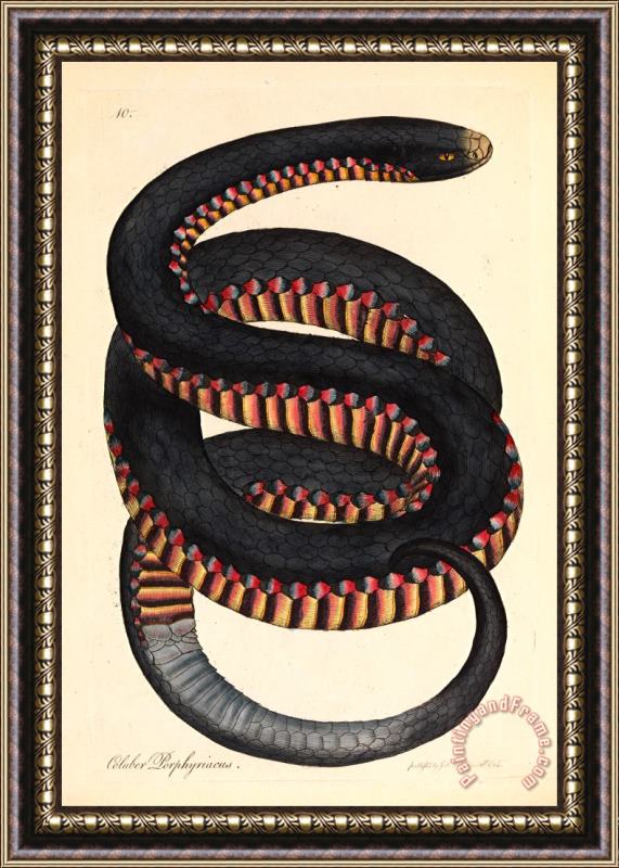 James Sowerby Crimson Sided Snake, Coluber Porphyriacus Framed Painting