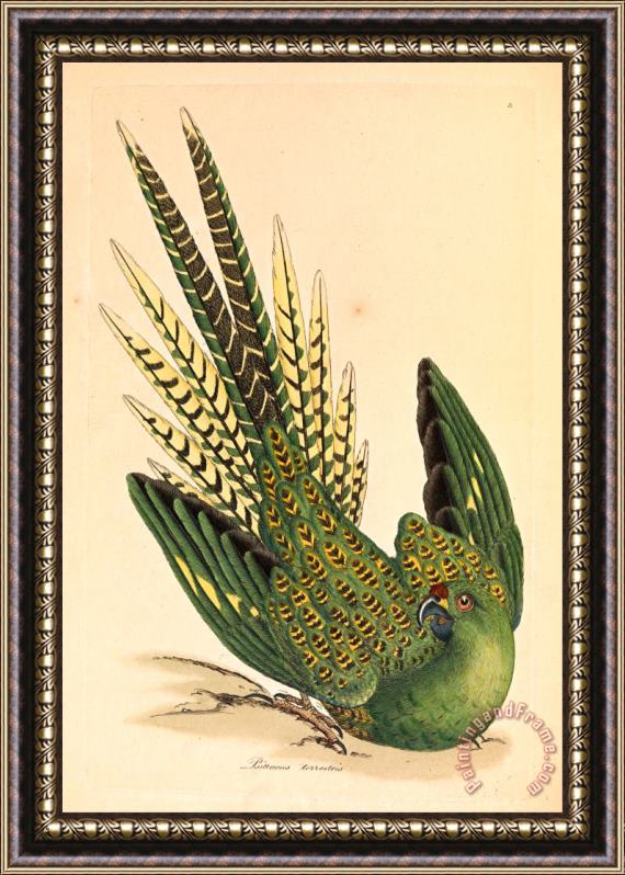 James Sowerby Ground Parrot, Psittacus Terrestris Framed Painting
