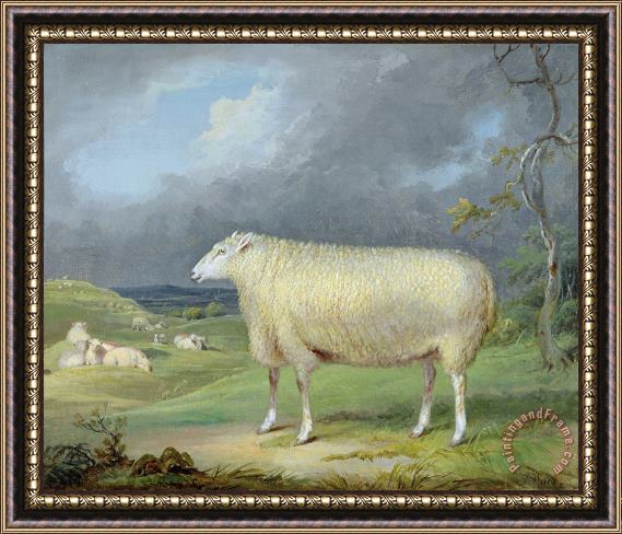 James Ward A Border Leicester Ewe Framed Painting