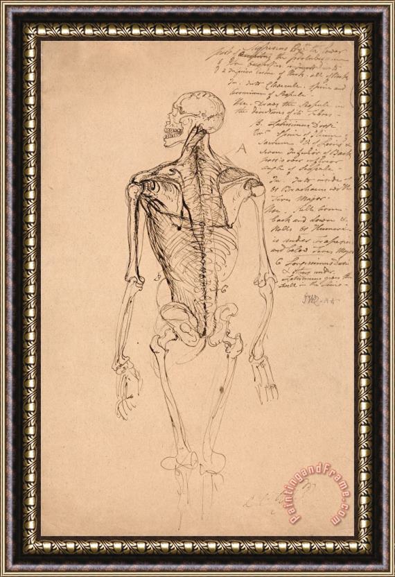 James Ward Drawing of a Man's Skeleton Framed Print