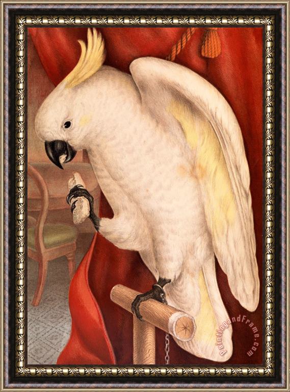 James Whitley Sayer Great Sulphur Crested Cockatoo, Plyctolophus Galeritus Framed Print