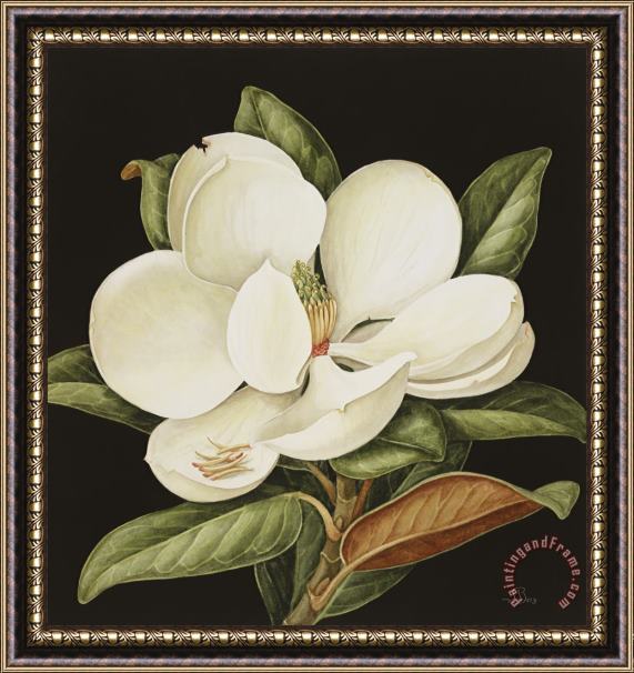 Jenny Barron Magnolia Grandiflora Framed Print