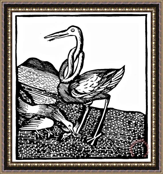 Johannes de Cuba Stork Wood Engraving Framed Print