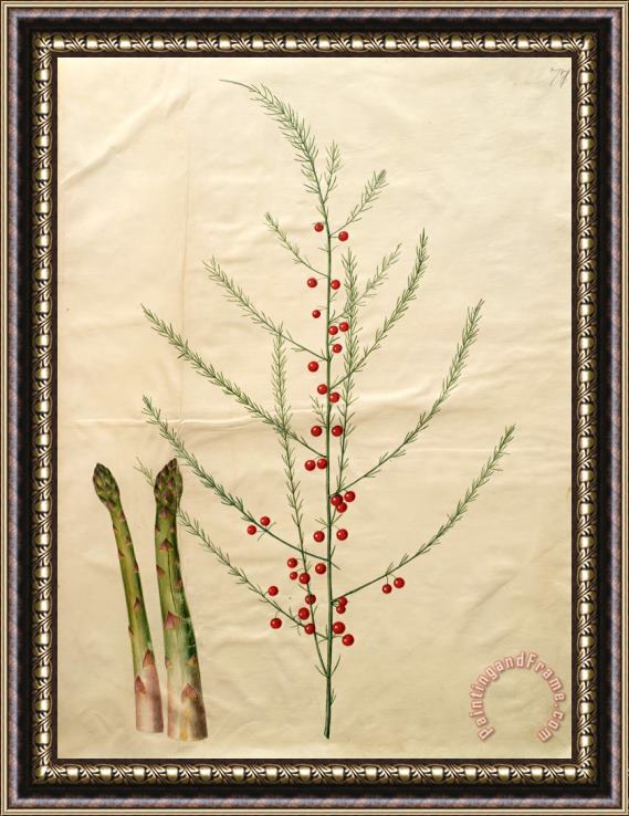 Johannes Simon Holtzbecher Asparagus Officinalis Framed Painting