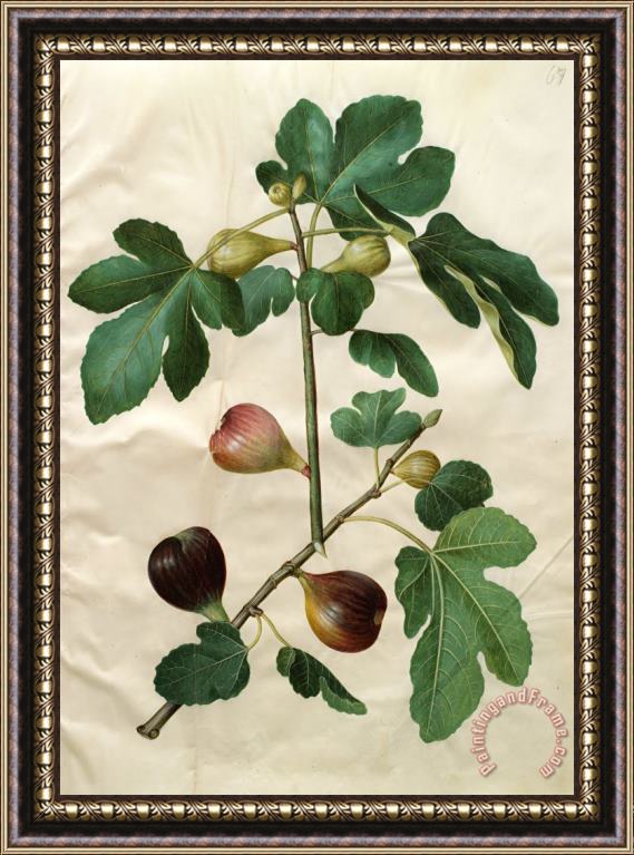 Johannes Simon Holtzbecher Ficus Carica Framed Painting