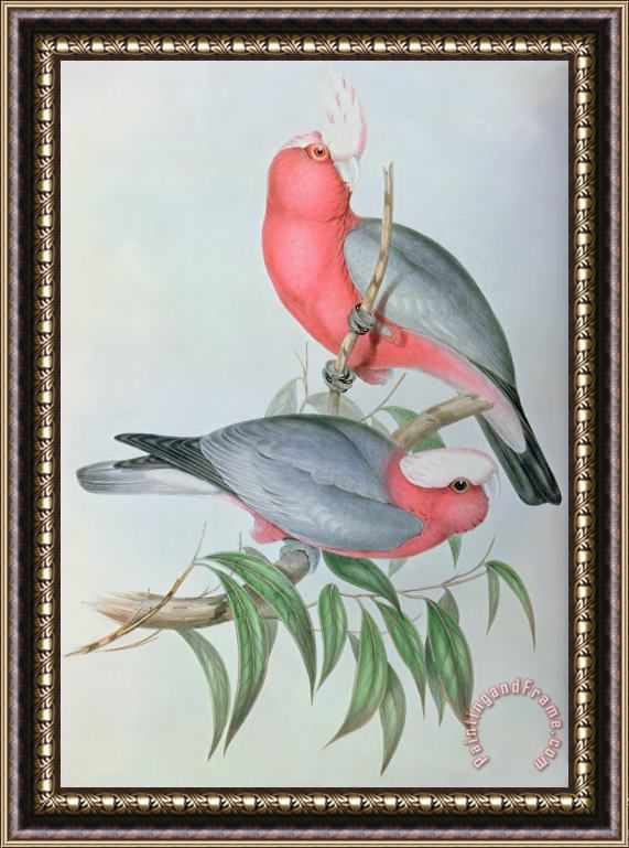 John Gould Birds Of Asia Framed Print