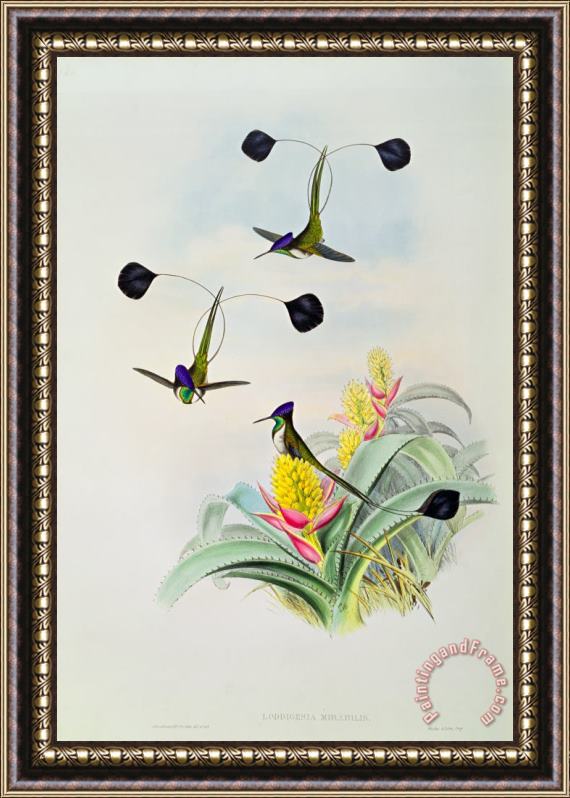 John Gould Hummingbird Framed Print