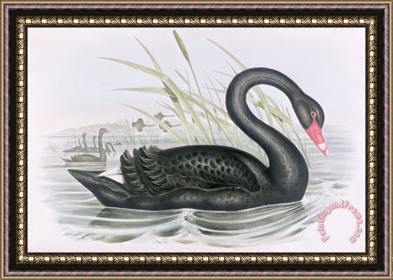 John Gould The Black Swan Framed Painting
