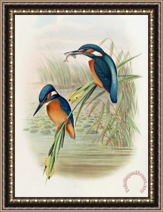 John Gould William Hart Alcedo Ispida Plate From The Birds Of Great Britain By John Gould Framed Painting
