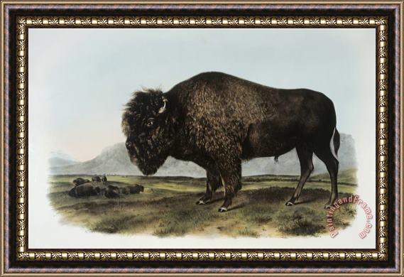 John James Audubon American Bison Or Buffalo Framed Painting