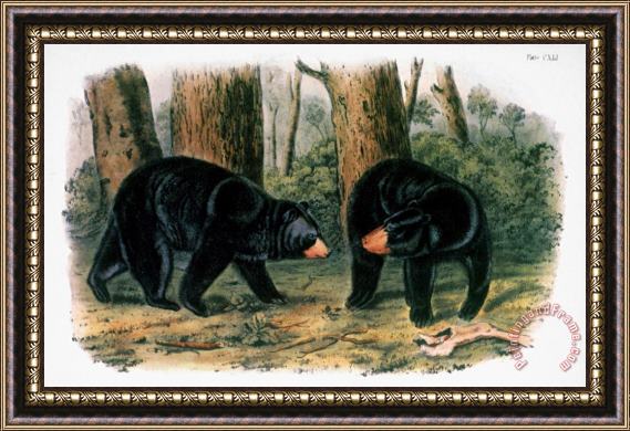 John James Audubon American Black Bear 1844 Framed Painting