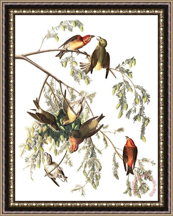 John James Audubon American Crossbill Framed Painting