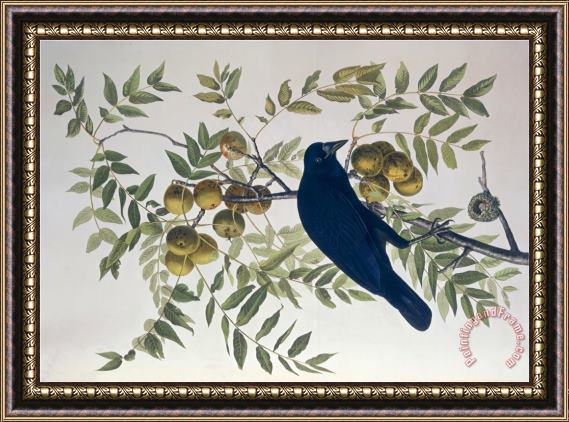 John James Audubon American Crow From Birds of America Framed Print