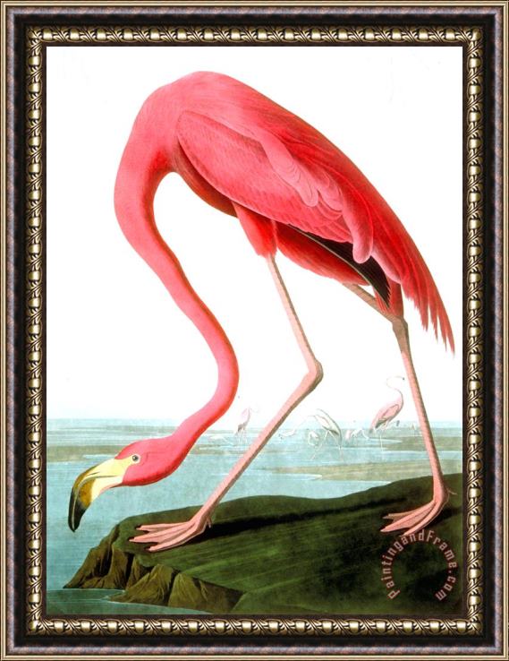 John James Audubon American Flamingo Framed Painting