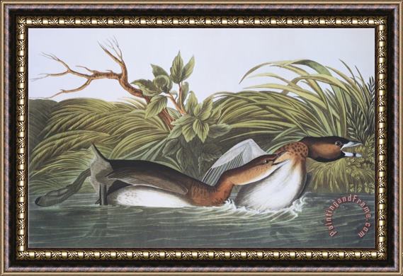John James Audubon American Pied Bill Dobchick Framed Painting