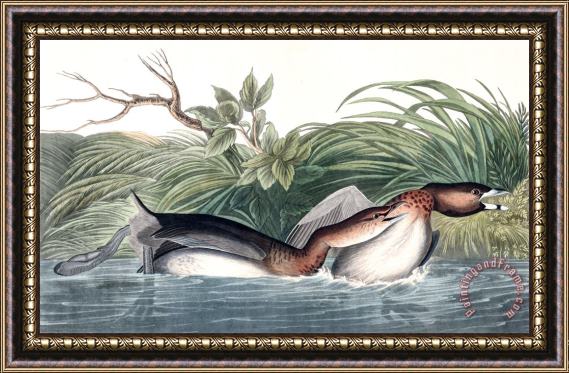John James Audubon American Pied Bill Dobchick Framed Print