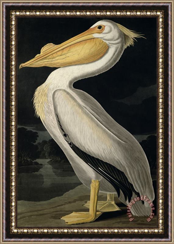 John James Audubon American White Pelican Framed Print