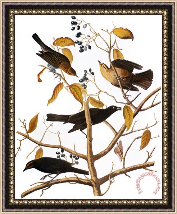 John James Audubon Audubon Blackbird 1827 Framed Print