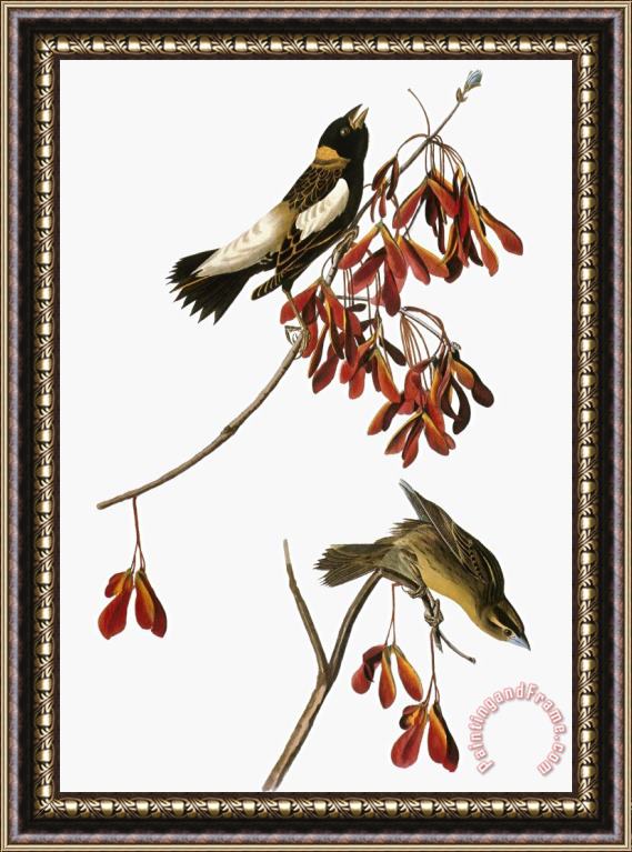 John James Audubon Audubon Bobolink Framed Print