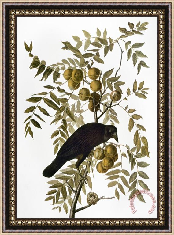 John James Audubon Audubon Crow Framed Print