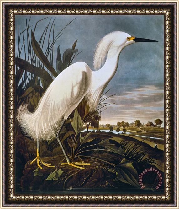 John James Audubon Audubon Egret Framed Painting