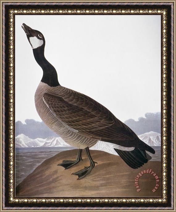 John James Audubon Audubon Goose 1827 Framed Print