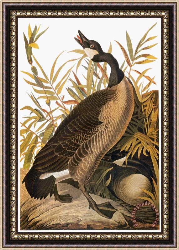 John James Audubon Audubon Goose Framed Print